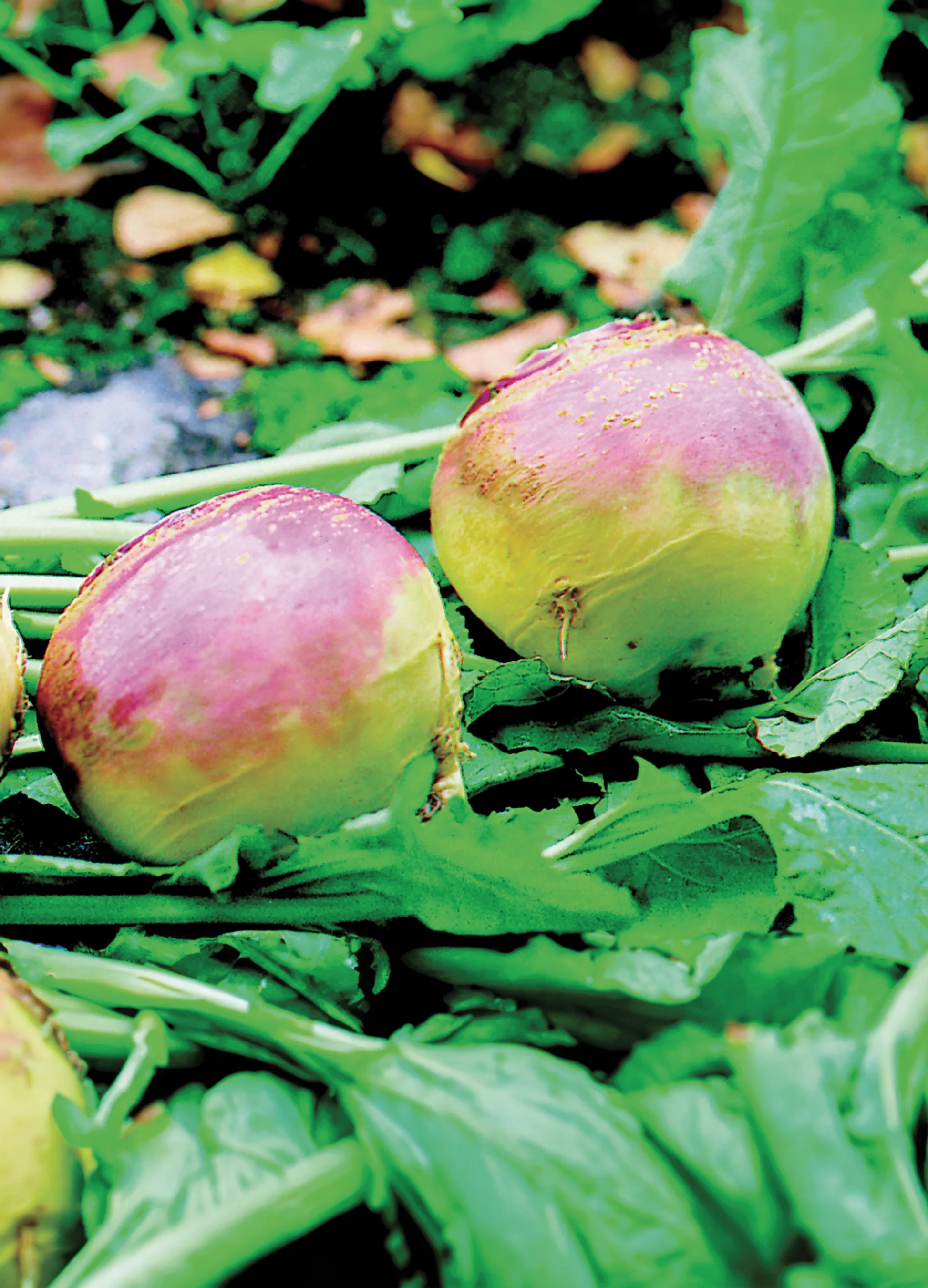 Rutabaga | Gaze's Special Purple Top Turnip