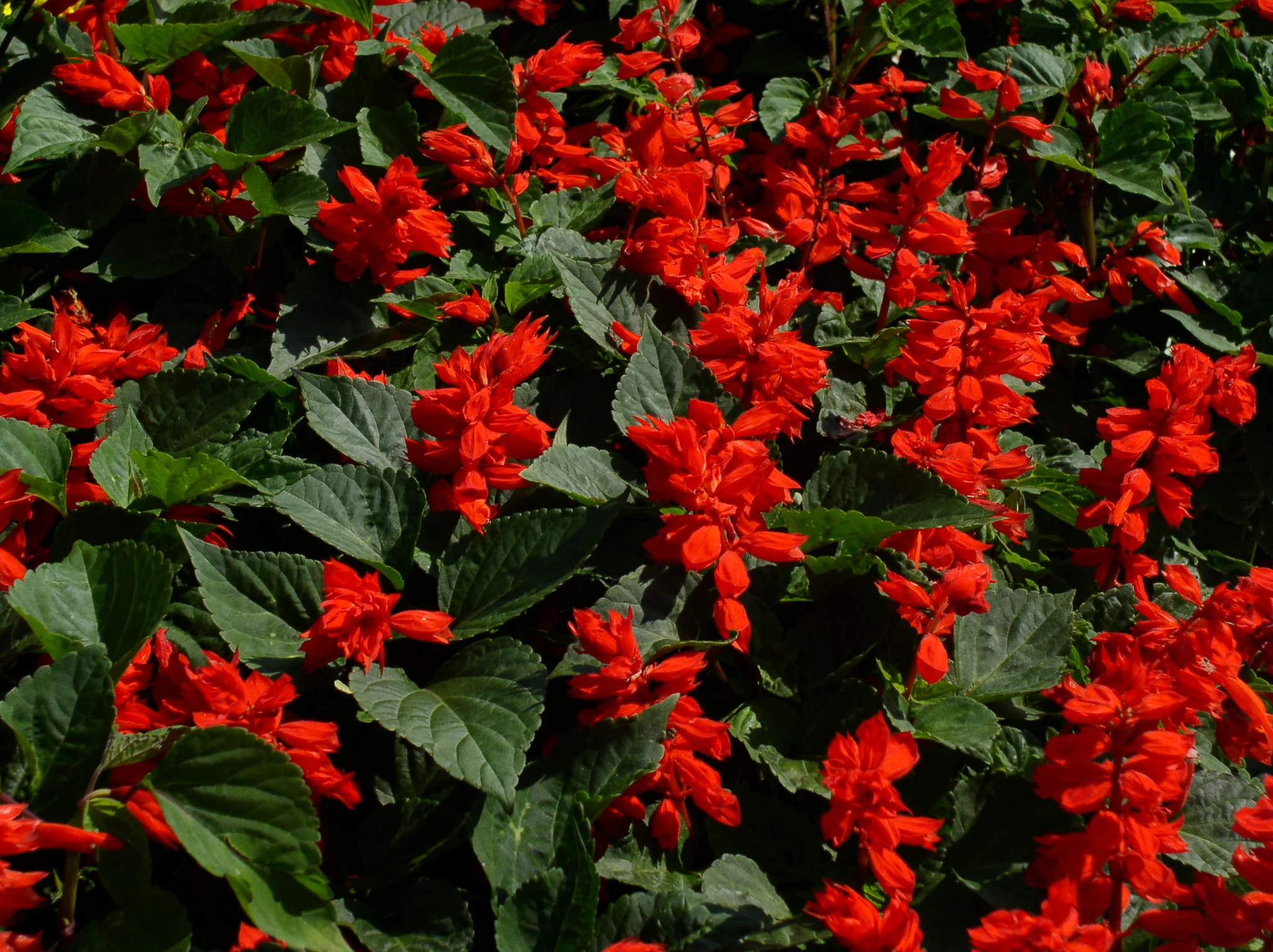 Salvia | St. John's Fire
