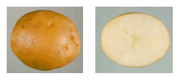 Seed Potatoes "KENNEBEC" (White) 10lb bag - Image 3