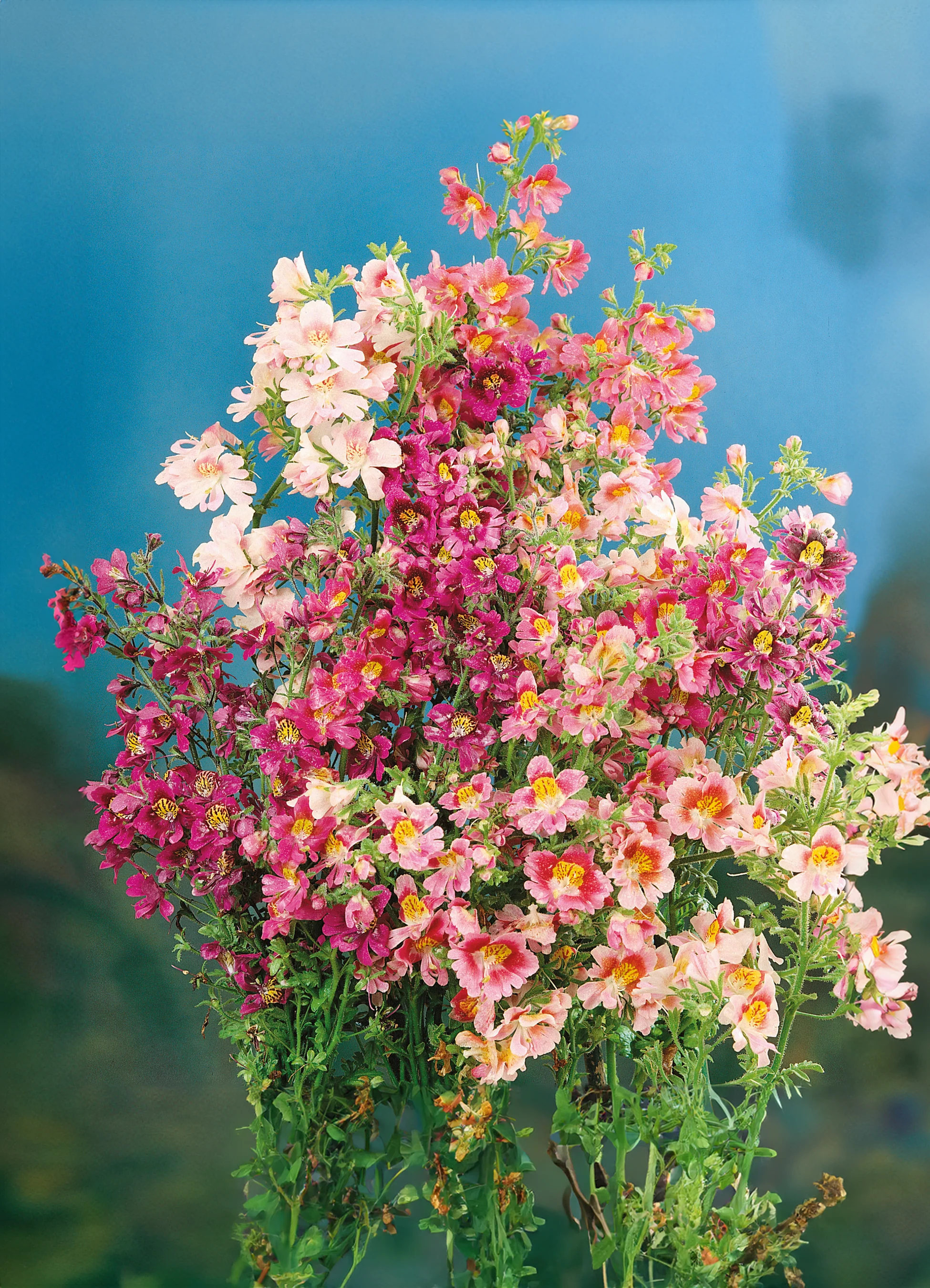 Schizanthus | Angel Wings Mix