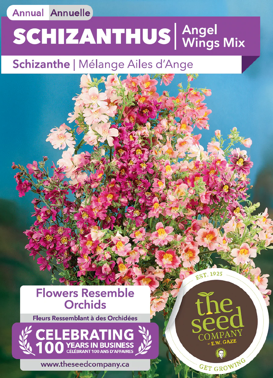 Schizanthus | Angel Wings Mix - Image 2