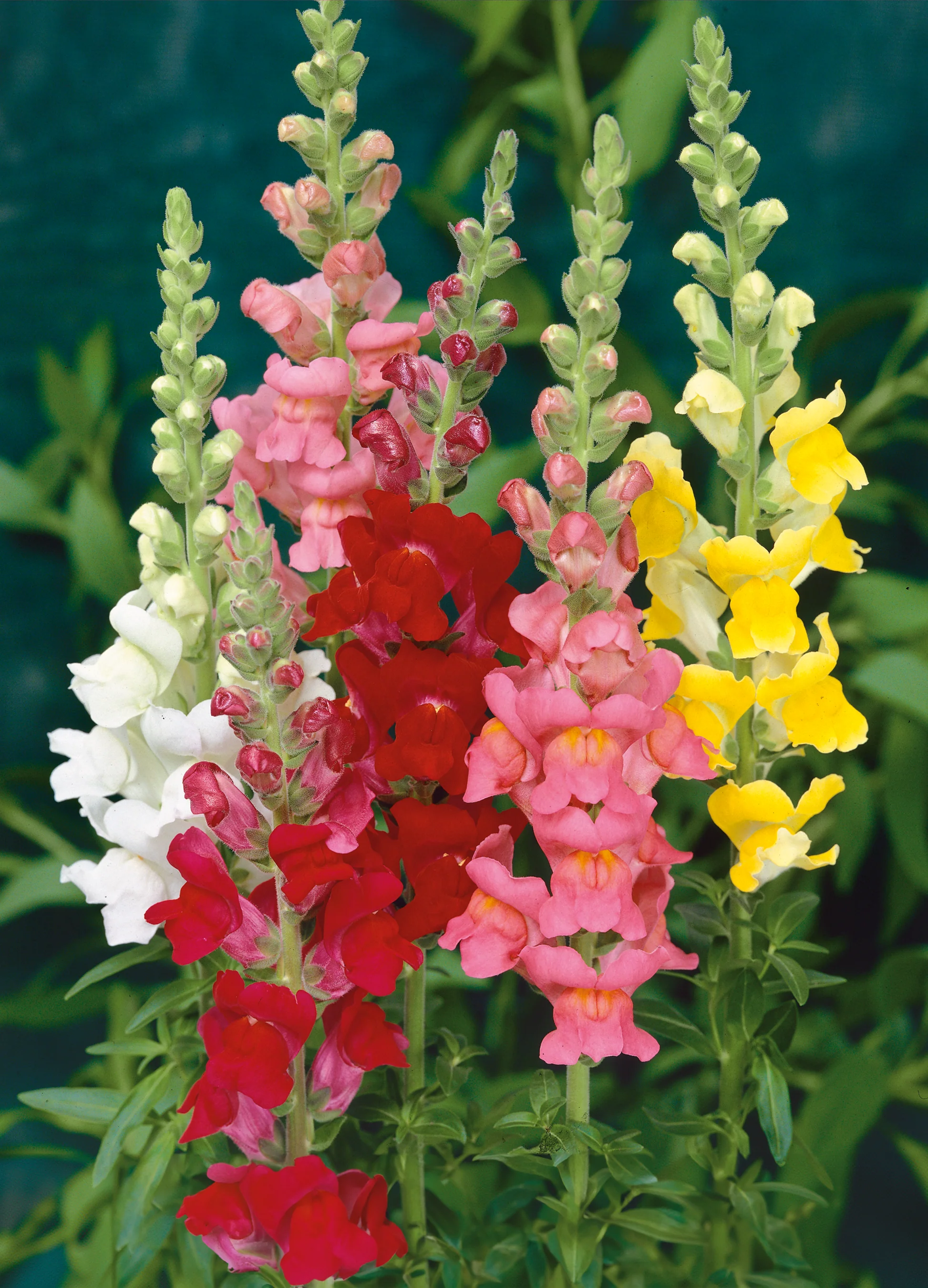 Snapdragon | Giant Tetra Mix