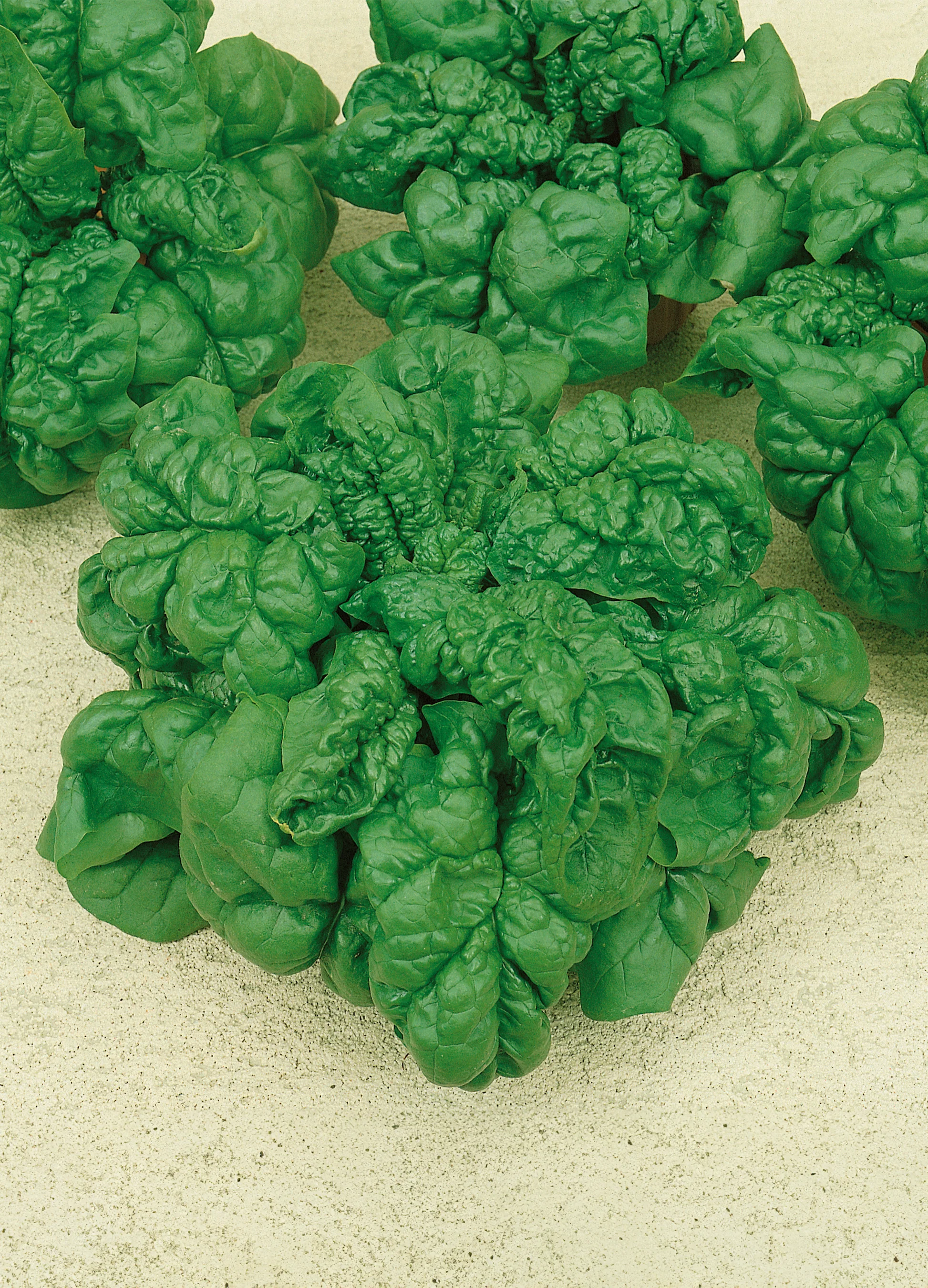 Spinach | Bloomsdale Long Standing