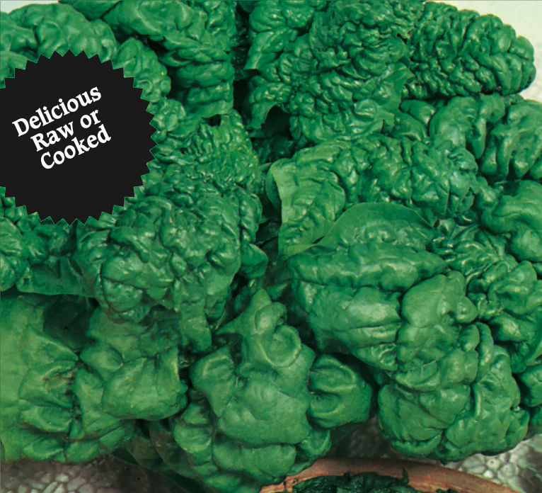 Spinach | Bloomsdale Long Standing - Image 3