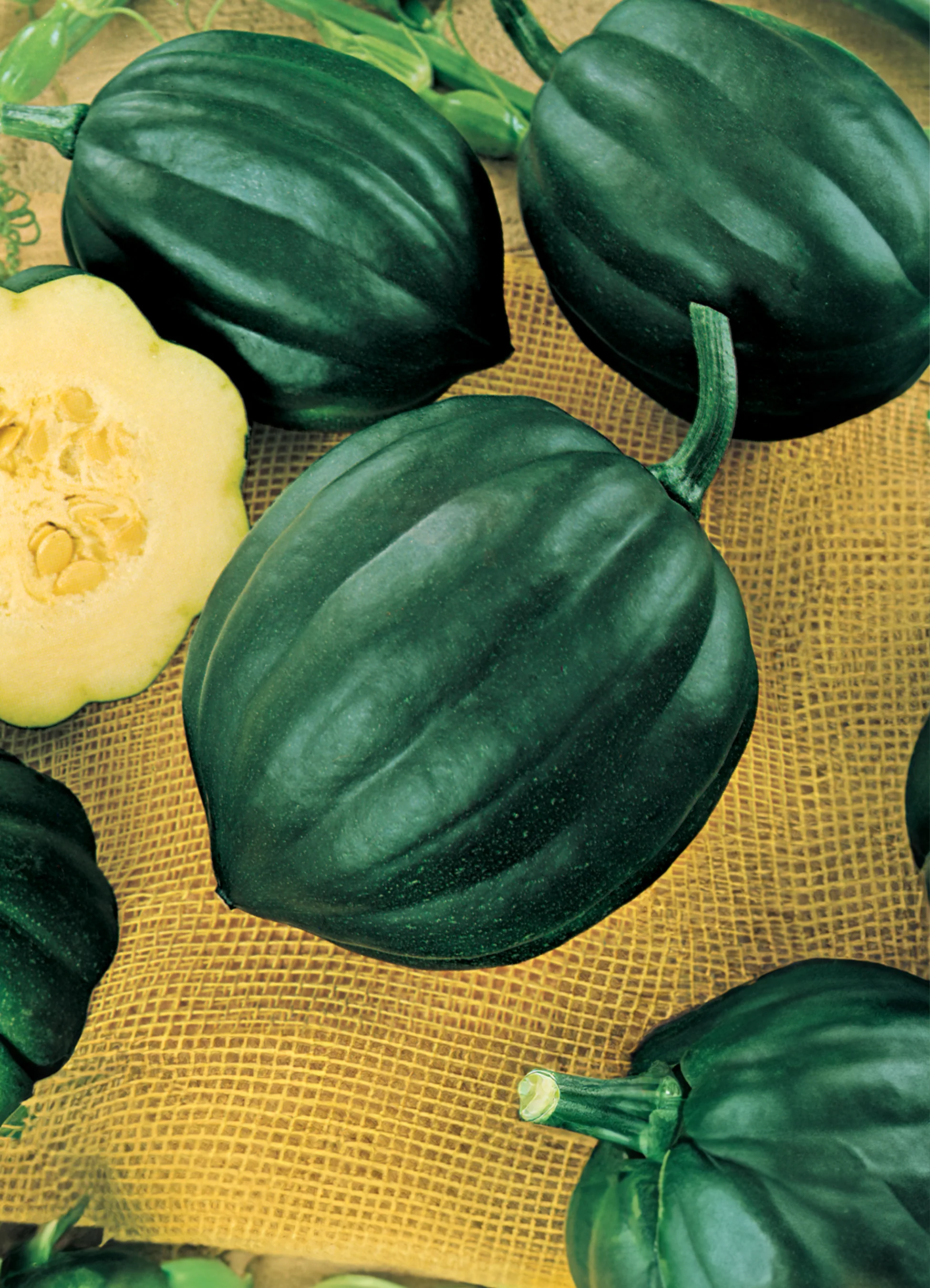Squash | Acorn Table Queen