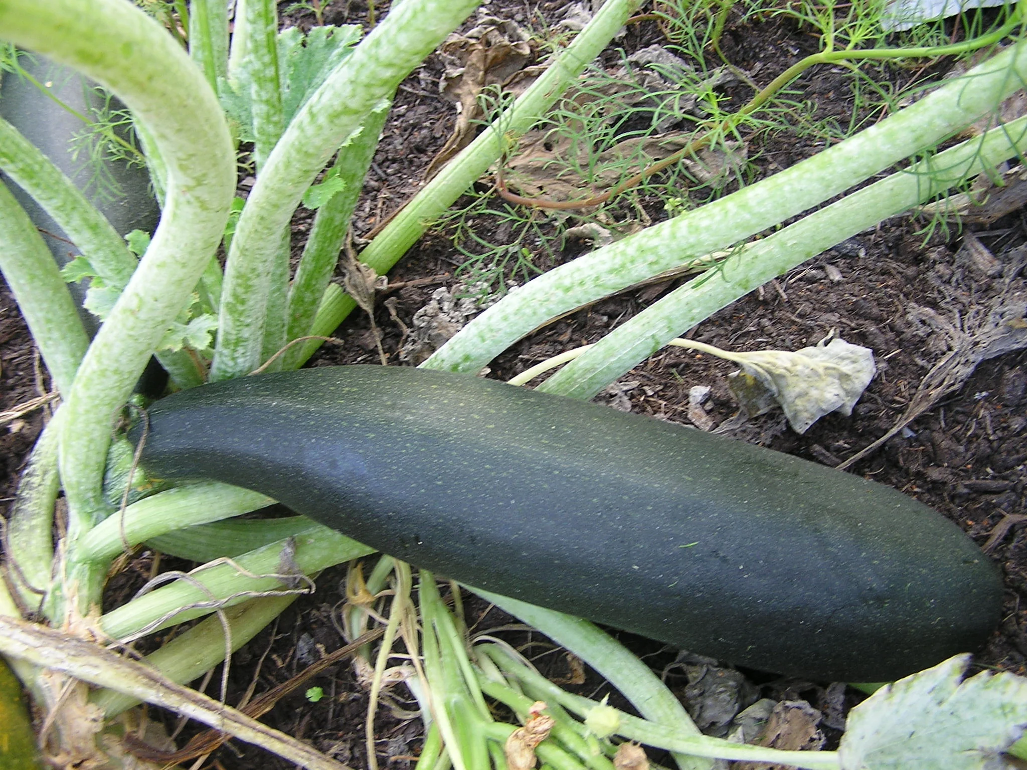 Zucchini | Black Beauty - Image 3