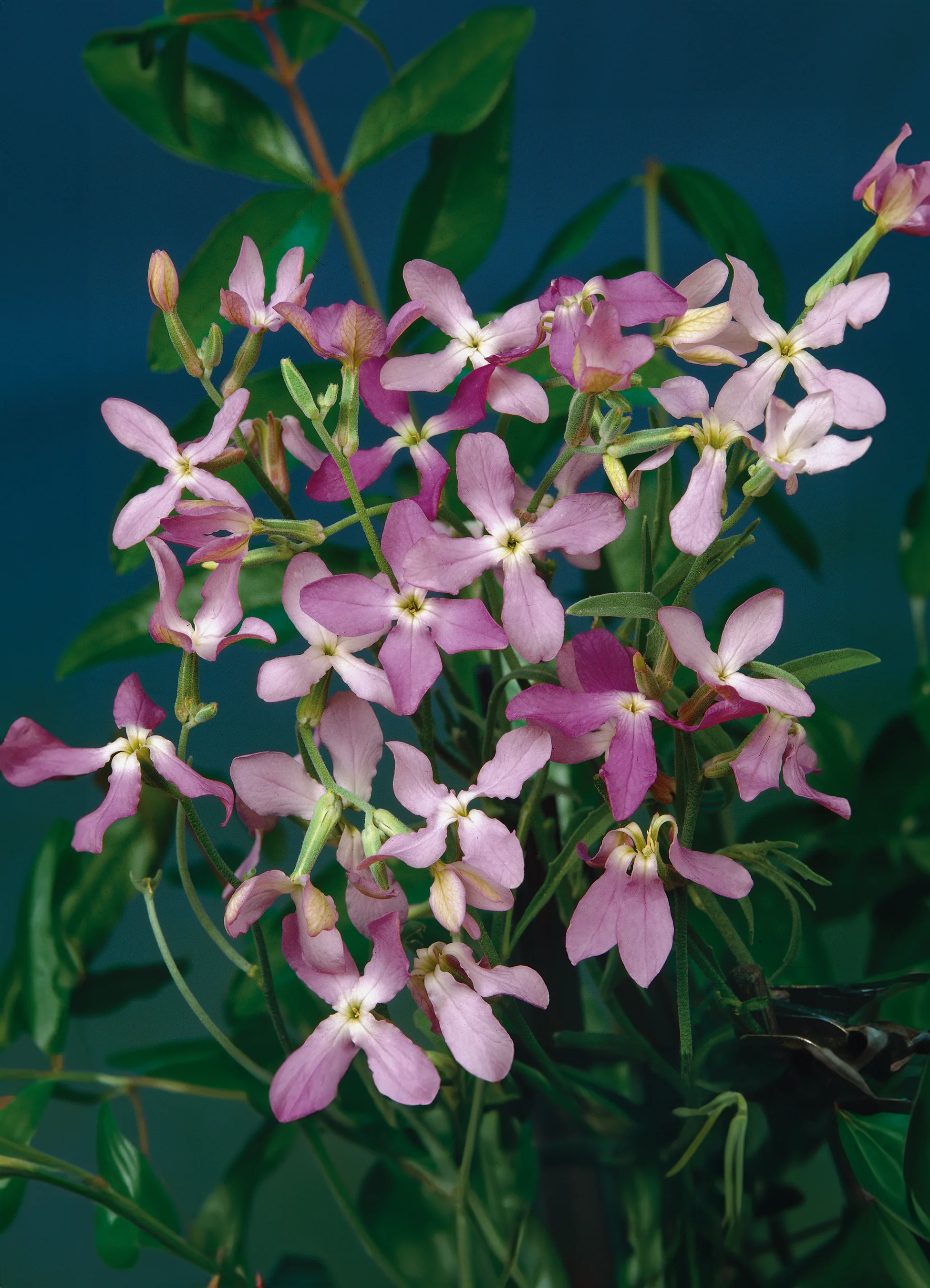 Stocks | Evening Scented