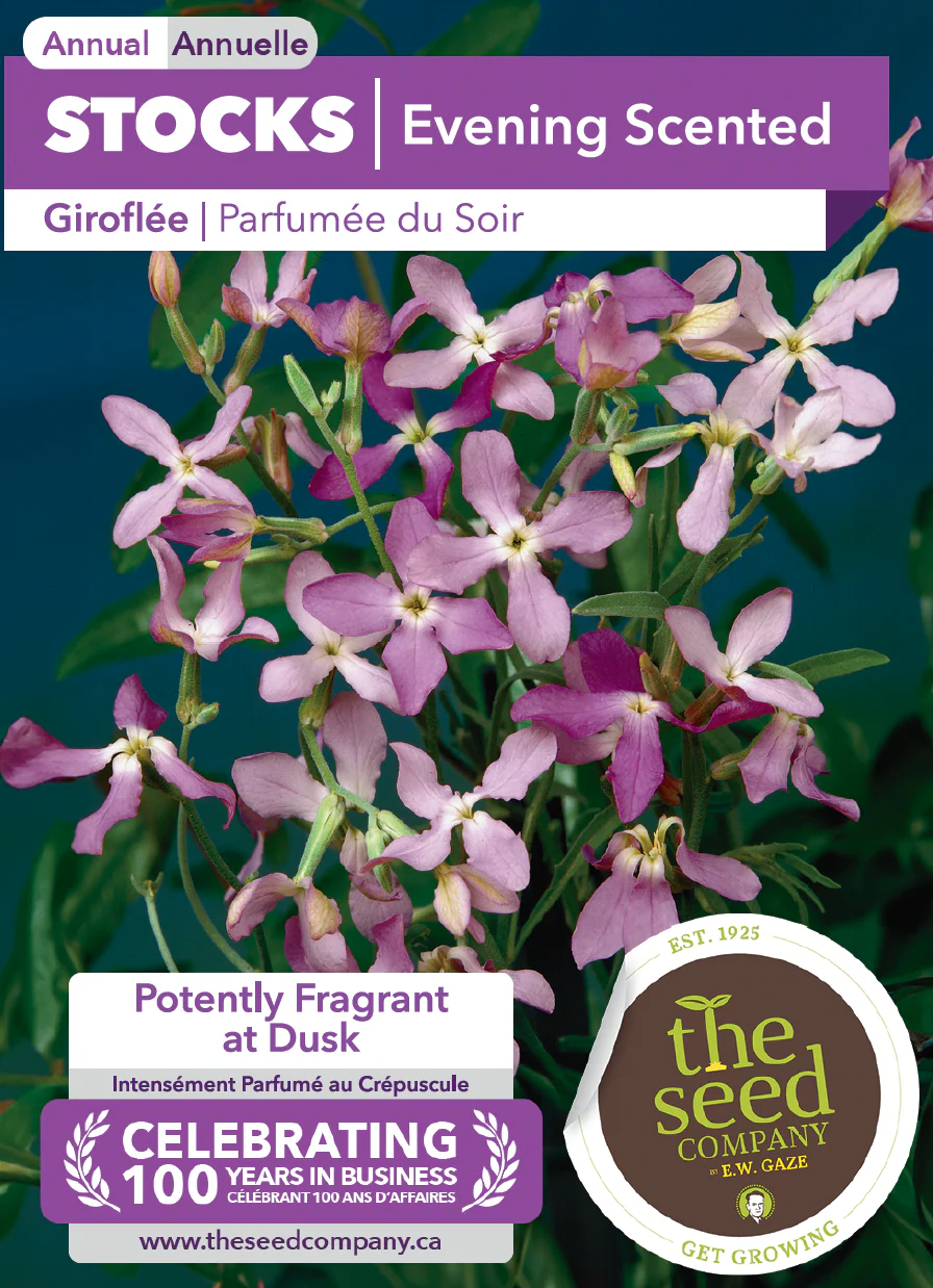 Stocks | Evening Scented - Image 2
