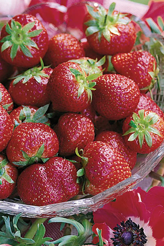 Strawberry | Albion Everbearing (25 Bare Roots)