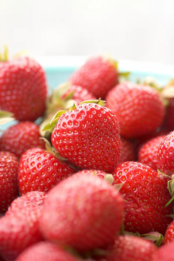 Strawberry | Eversweet Everbearing (25 Bare Roots)