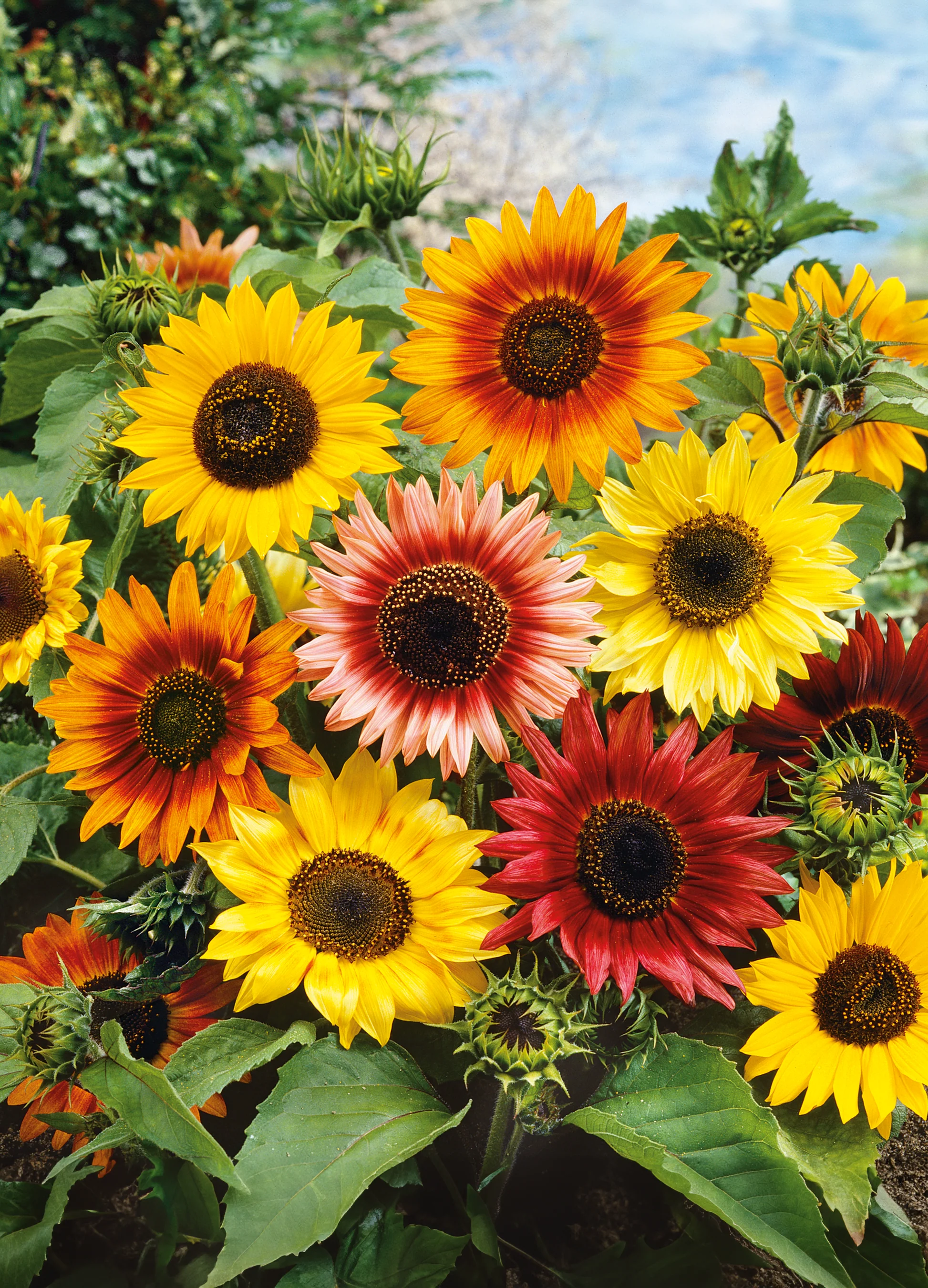 Sunflower | Autumn Beauty