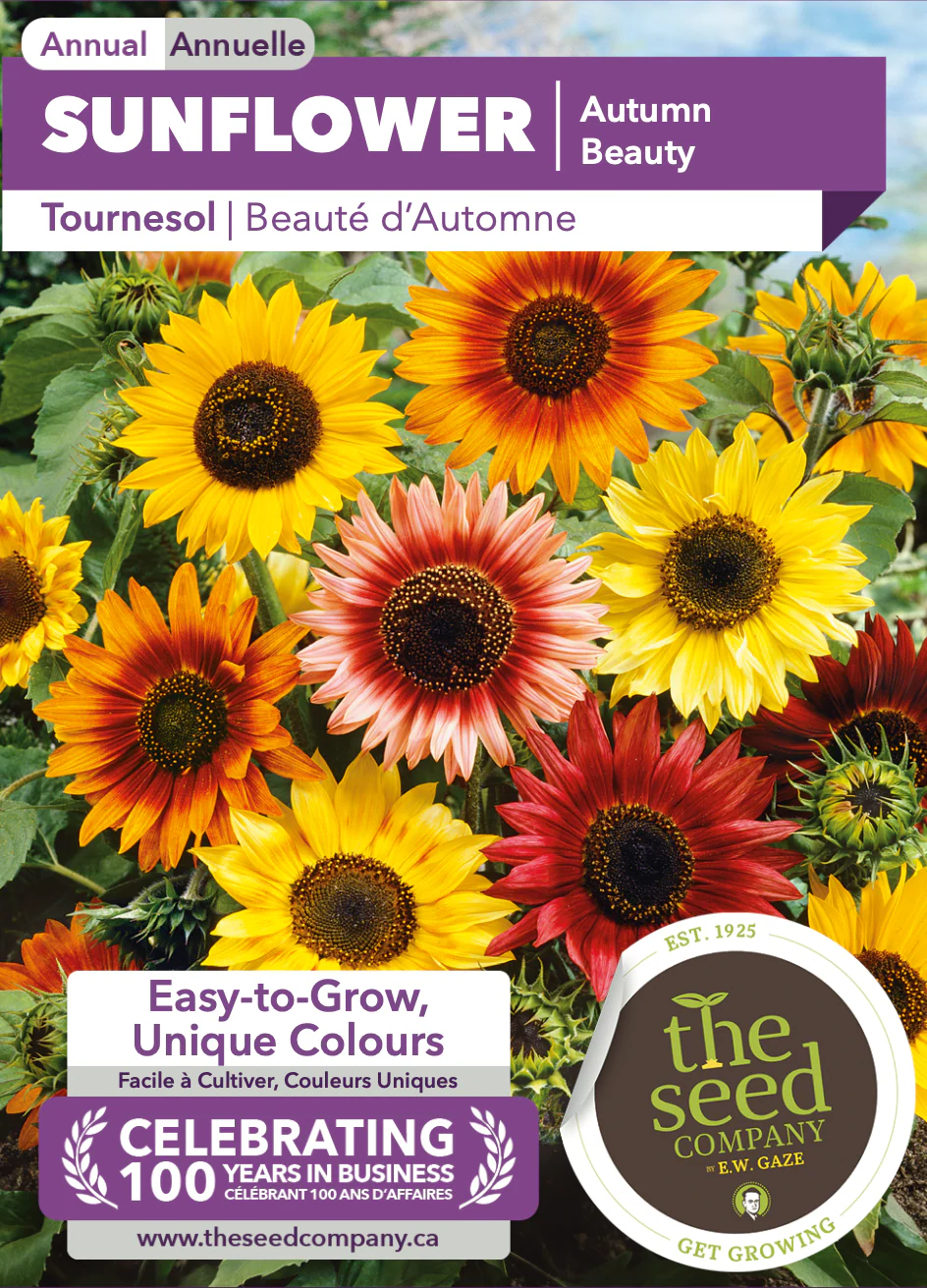 Sunflower | Autumn Beauty - Image 2