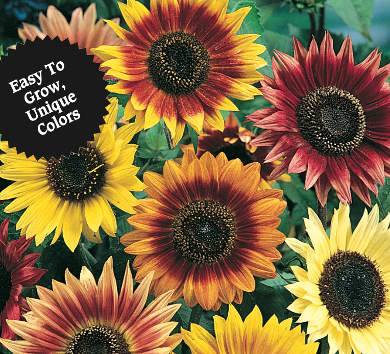 Sunflower | Autumn Beauty - Image 3
