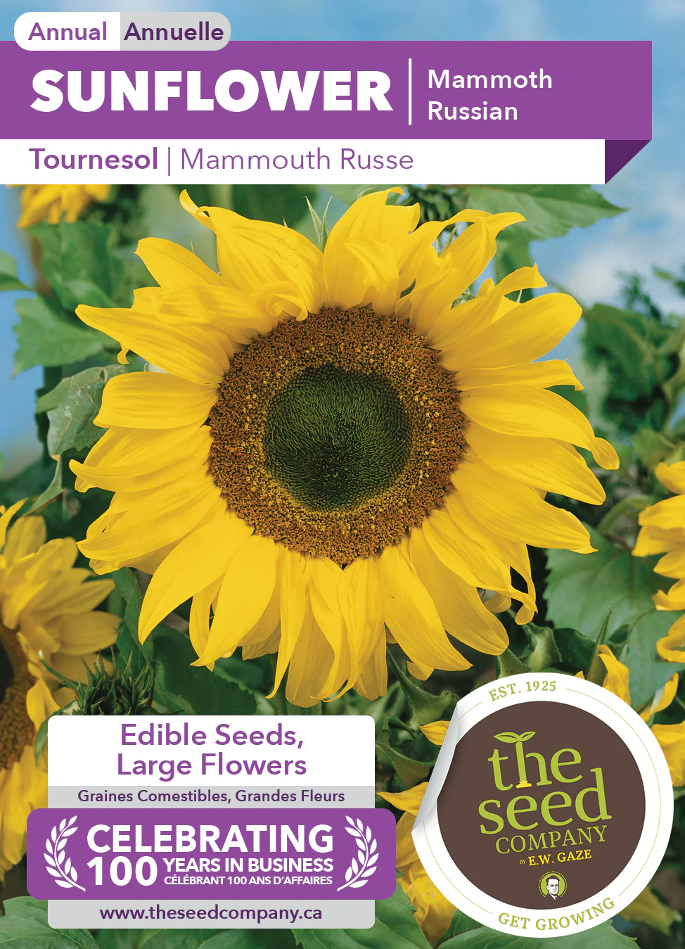Sunflower | Mammoth Russian - Image 2
