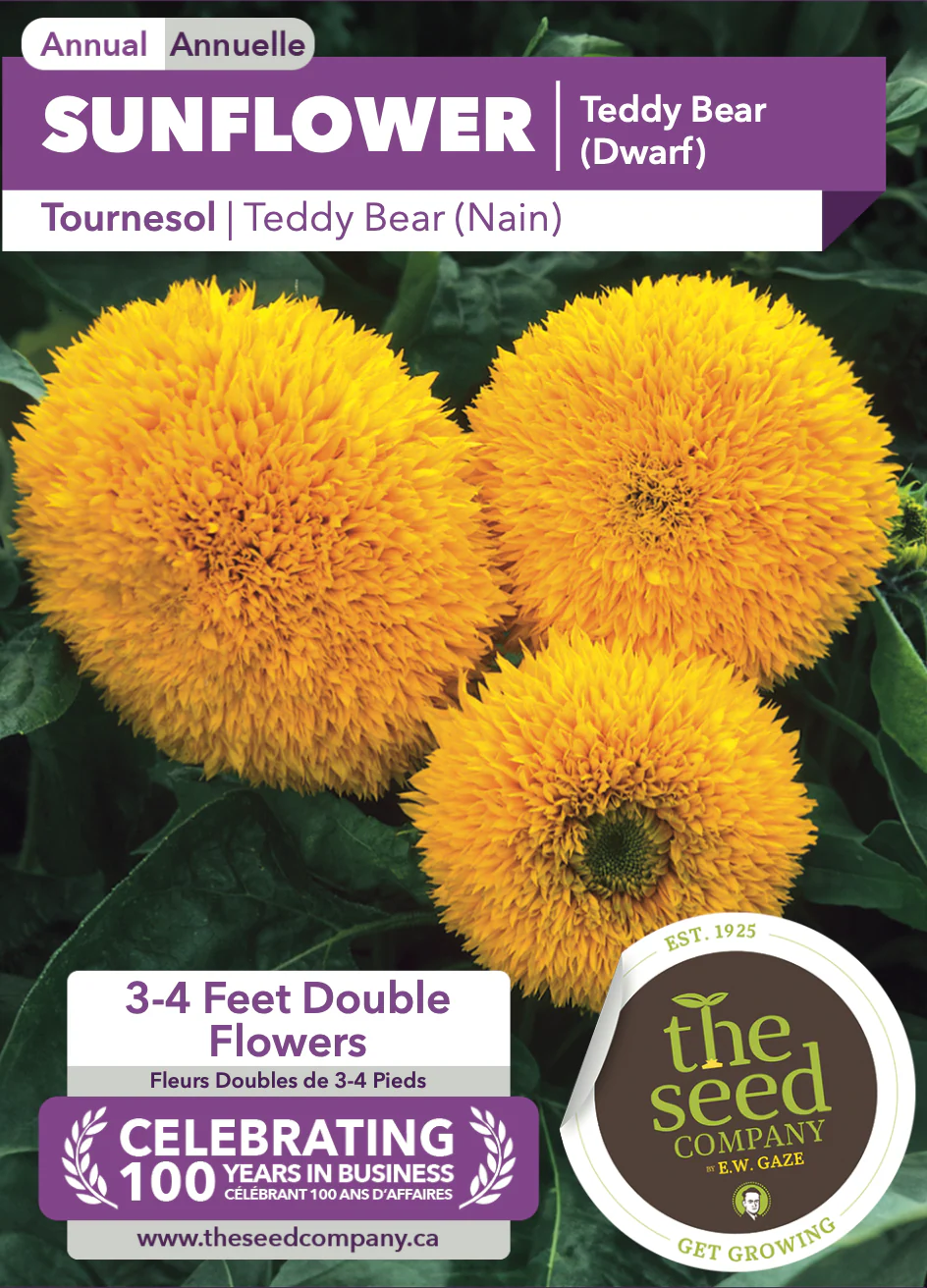 Sunflower | Teddy Bear (Dwarf) - Image 2