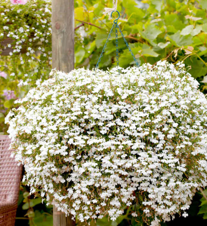 Suttons Seeds - Lobelia Supacoat 'Cascade White'