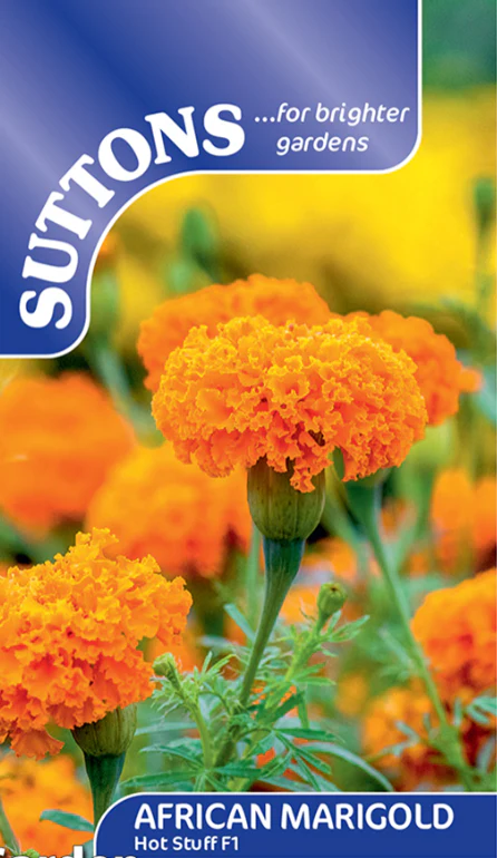 Suttons Seeds - Marigold Hot Stuff