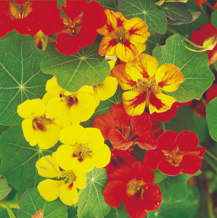 Suttons Seeds - Nasturtium 'Collection'