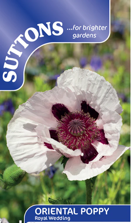 Suttons Seeds - Poppy 'Royal Wedding'