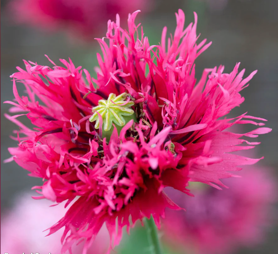 Suttons Seeds - Rose Feathers