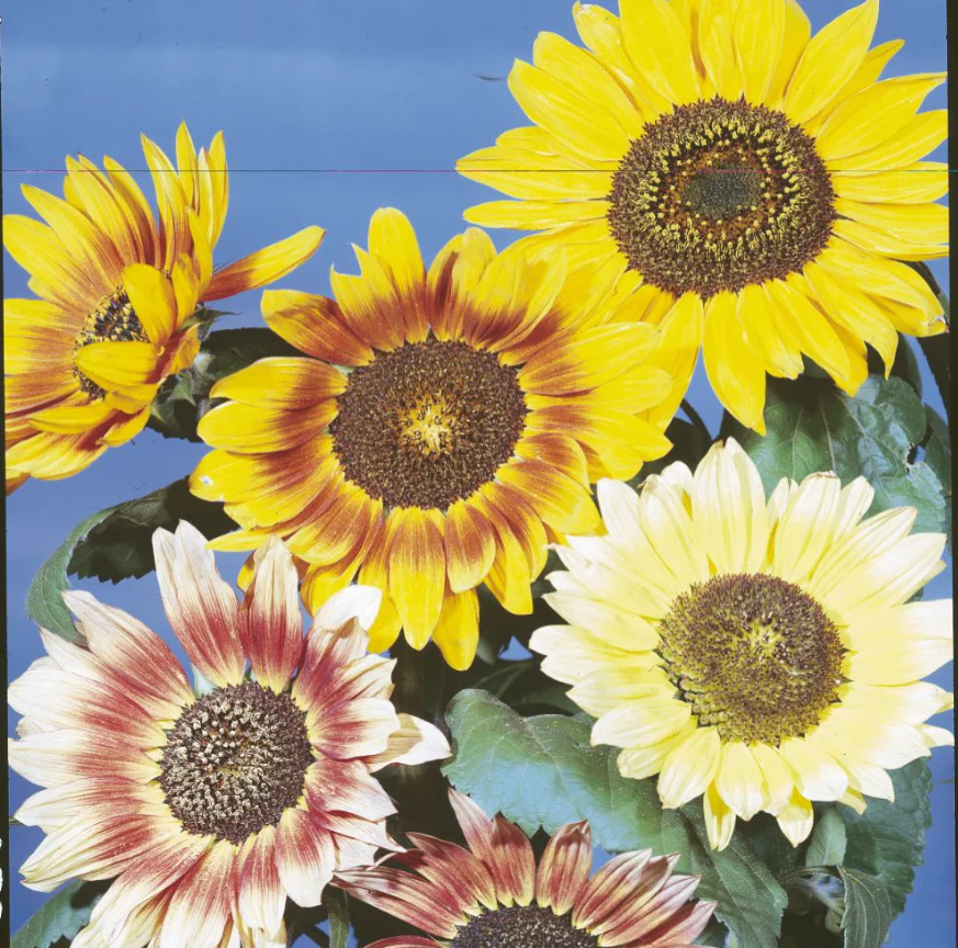 Suttons Seeds - Sunflower Collection