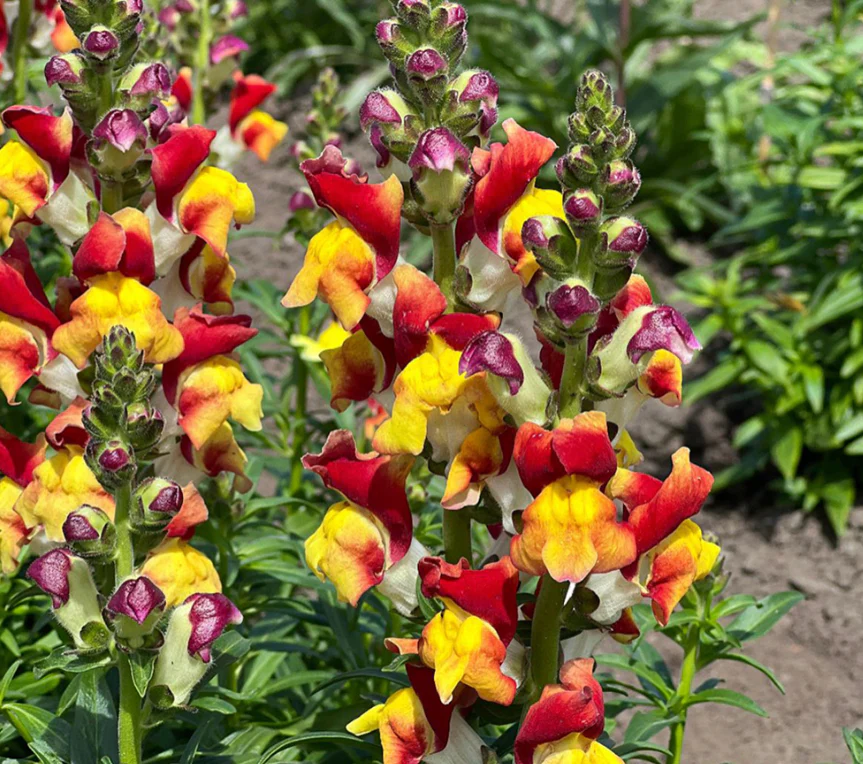 Suttons Seeds - Snapdragon Antirrhinum 'Mango Twist'
