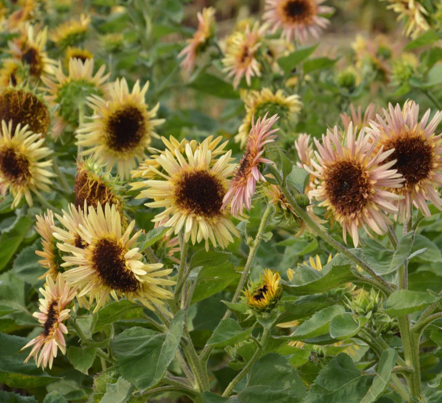 Suttons Seeds - Sunflower 'Astra Rose'