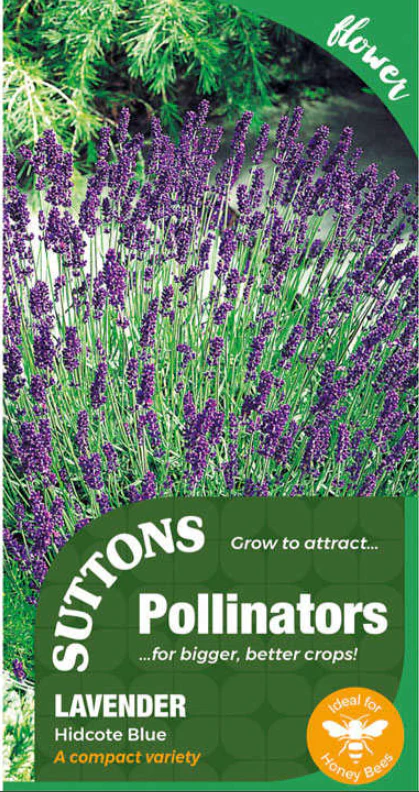 Suttons Seeds Pollinators - Lavender 'Hidcote Blue'