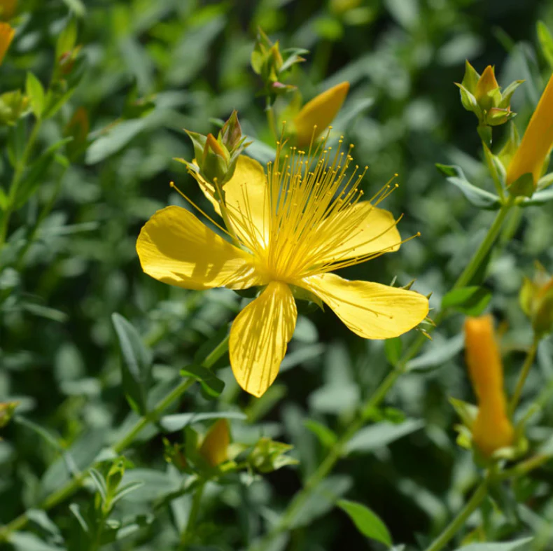 Suttons Seeds Predators - 'Flower Mix'