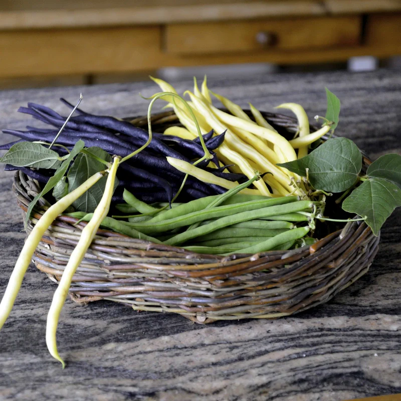 Suttons Seeds - Climbing French Bean - Image 3
