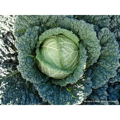 Suttons Seeds - Cabbage (Savoy) F1 'Serpentine' - Seeds