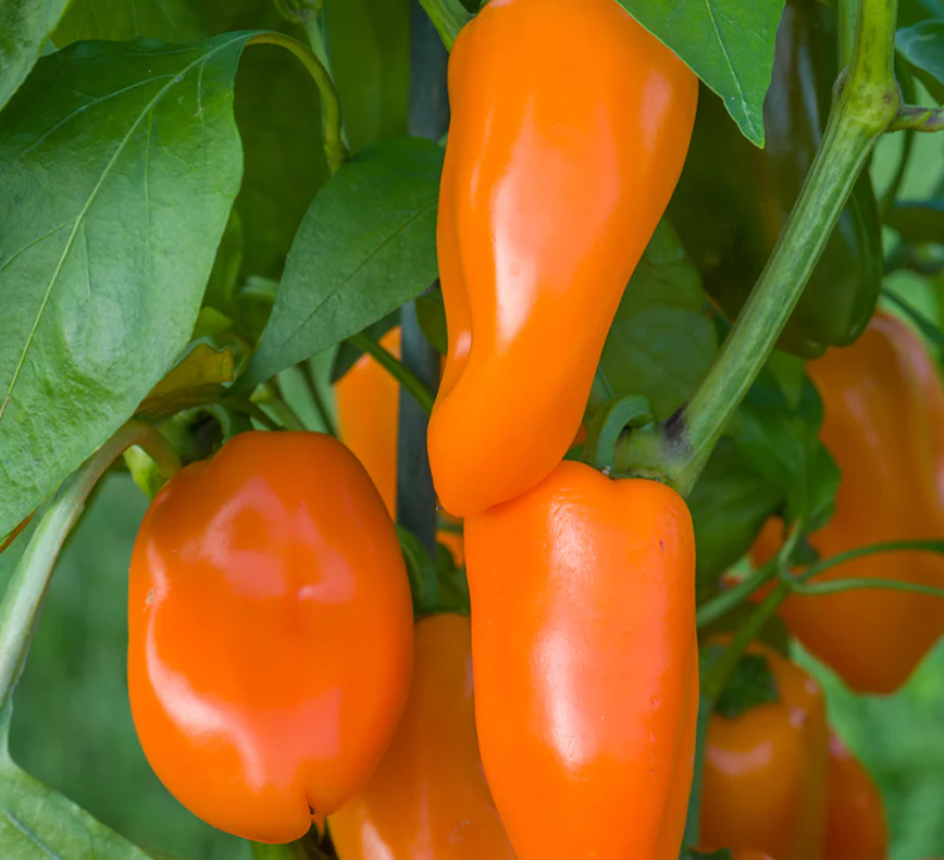Suttons Seeds - Capsicum Annuum Hamik