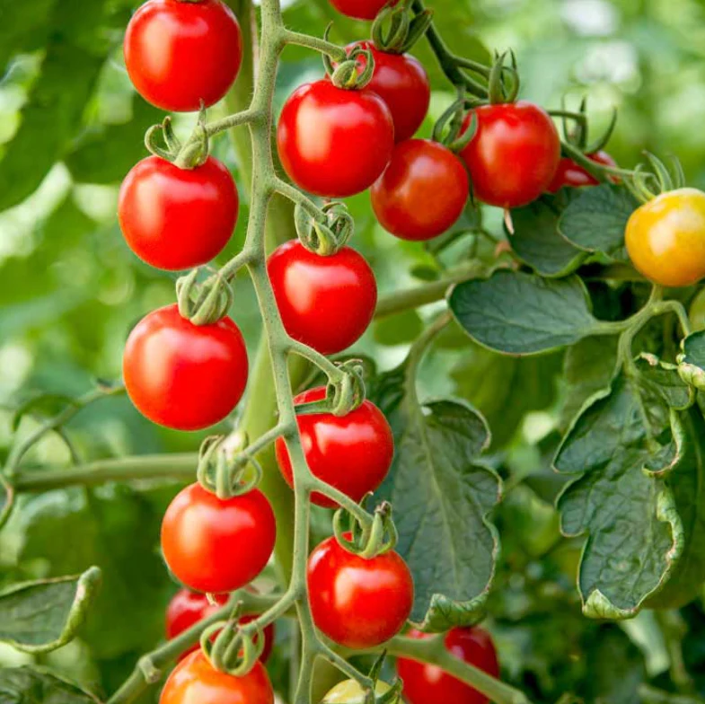 Suttons Seeds - Tomato 'Crimson Cherry F1 (Cordon)'