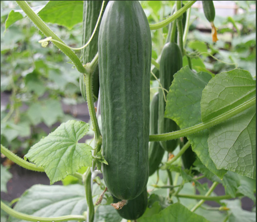 Suttons Seeds - Cucumber Emilie F1