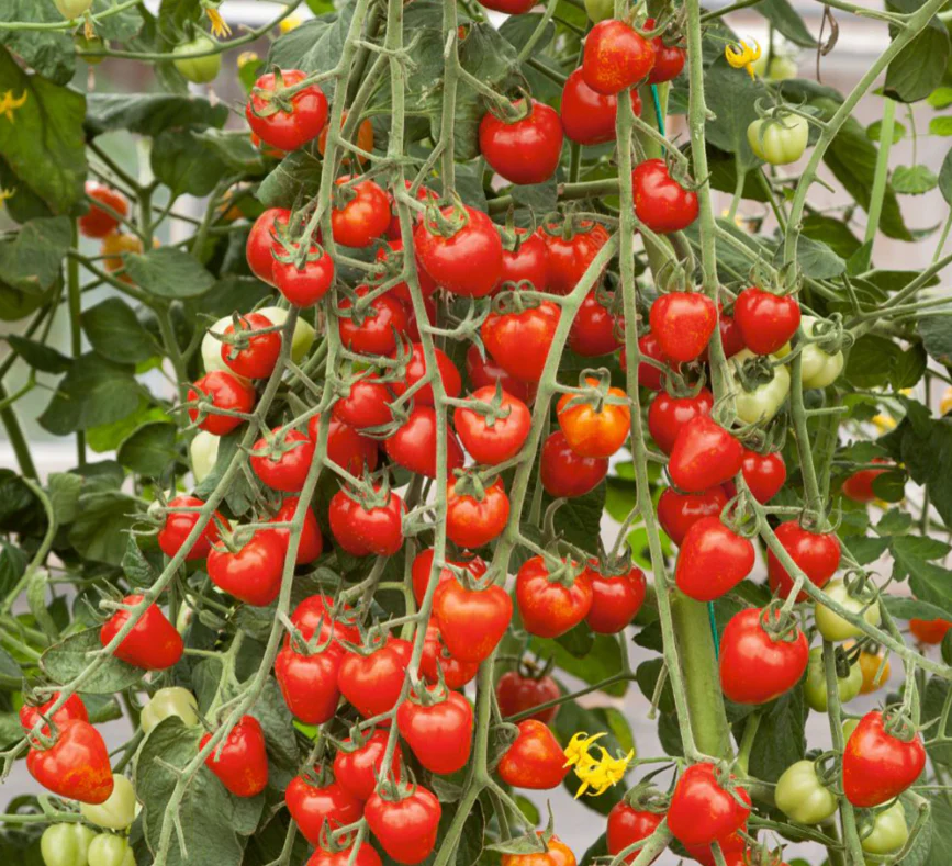 Suttons Seeds - Tomato "Strawberry" Fraise