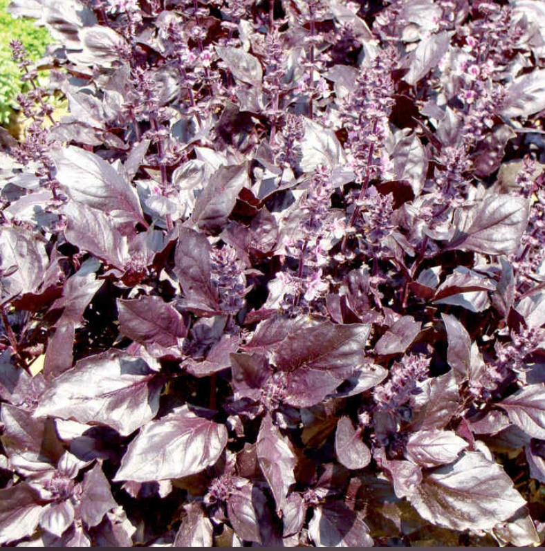 Suttons Seeds - Basil 'Round Midnight'