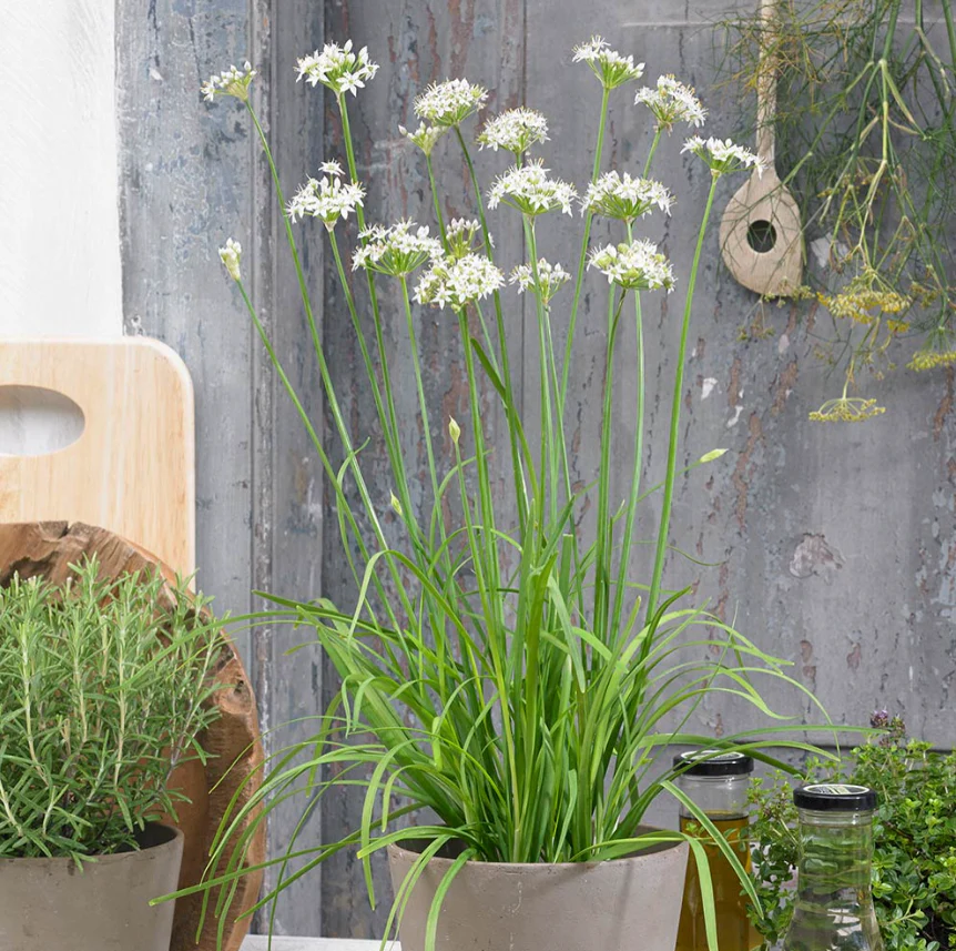 Suttons Seeds - Garlic Chives