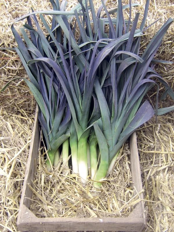 Suttons Seeds - Leek 'Northern Lights' F1