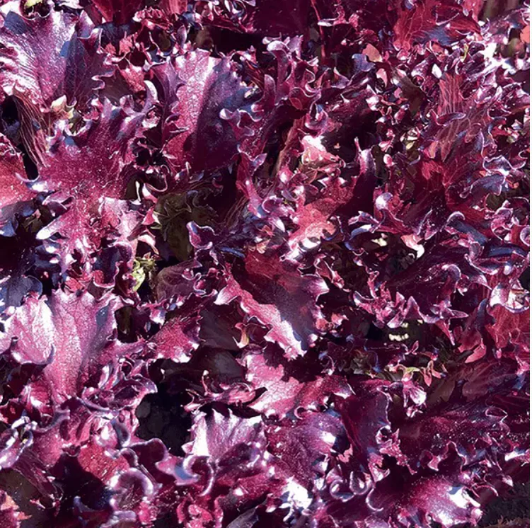 Suttons Seeds - Lettuce 'Sulfita' - Seeds