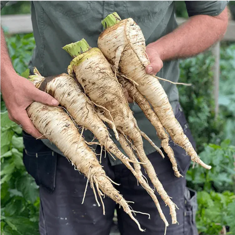 Suttons Seeds - Parsnip 'Sabre' F1