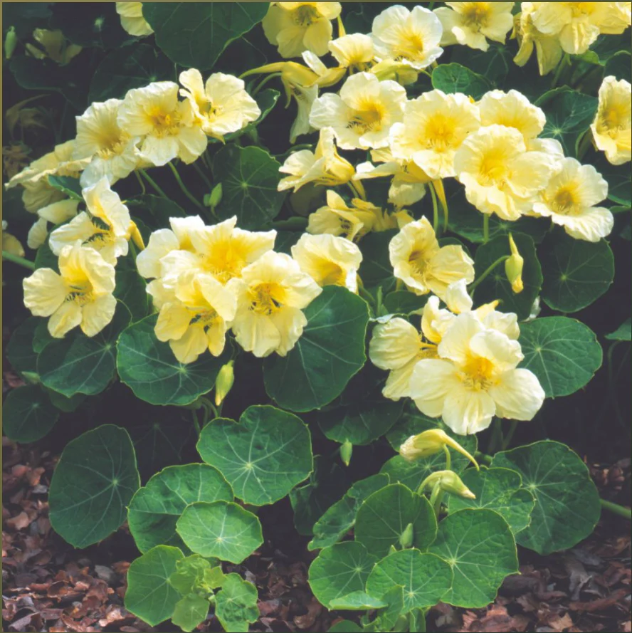 Suttons Seeds - Nasturtium "Milkmaid"
