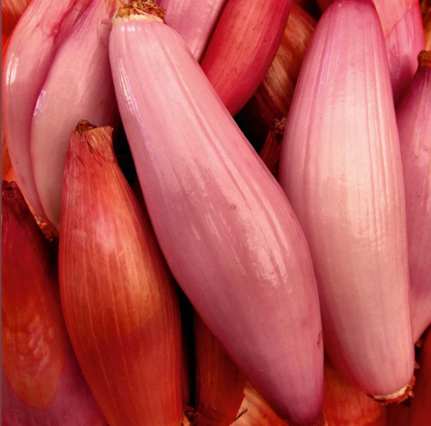 Suttons Seeds - Shallot Simiane