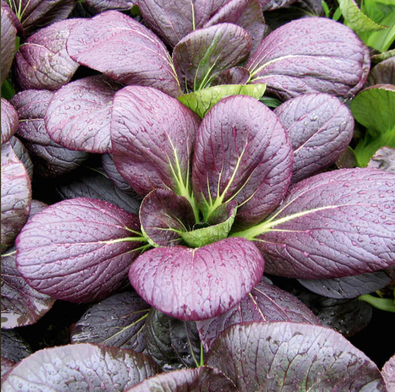 Suttons Seeds - Pak Choi F1 Rubi
