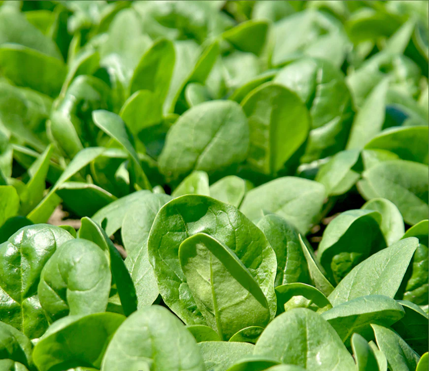 Suttons Seeds - Spinach Santa Cruz F1