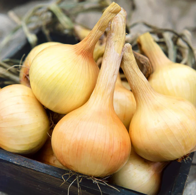 Suttons Seeds - Onion 'Walla Walla'