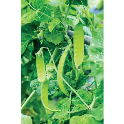 Suttons Seeds - Snow Pea Green Beauty