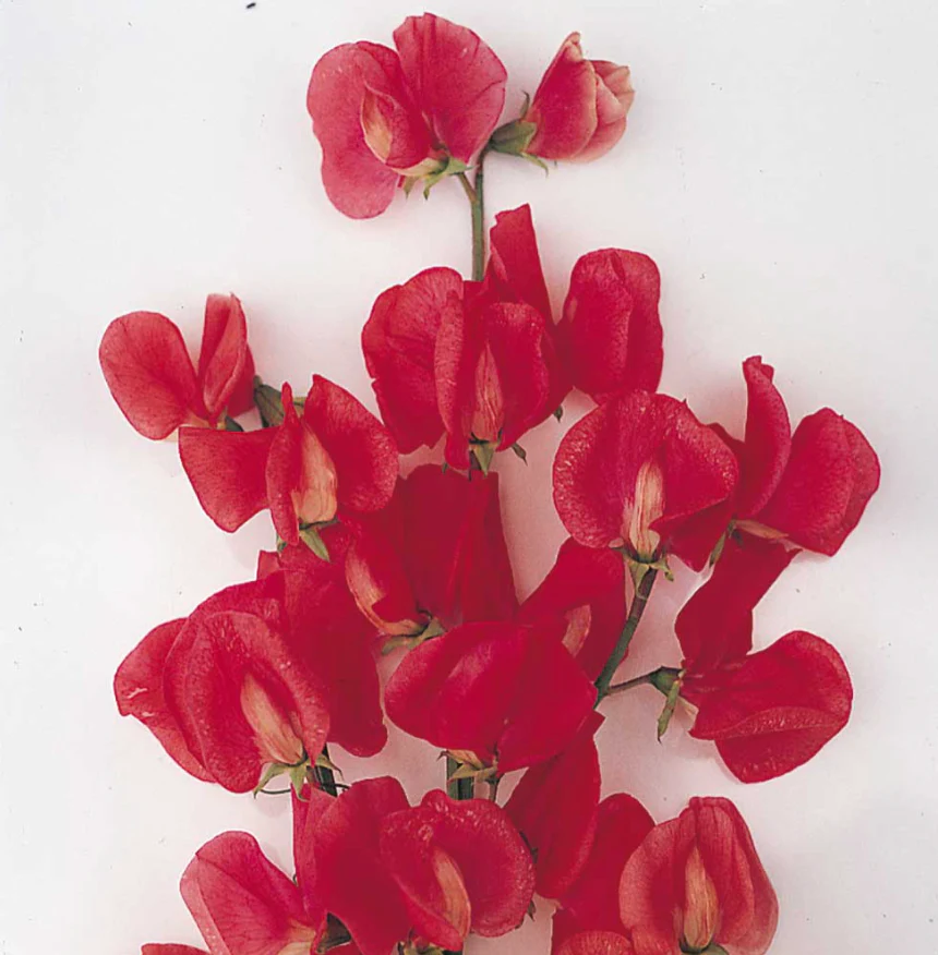Suttons Seeds - Sweet Pea 'Exhibitors Collection'