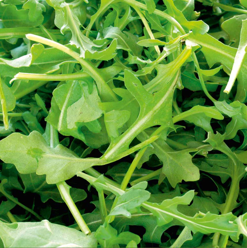 Suttons Seeds - Rocket Wild