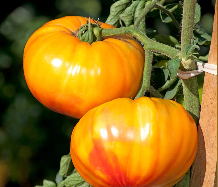 Suttons Seeds - Tomato Buffalosun F1
