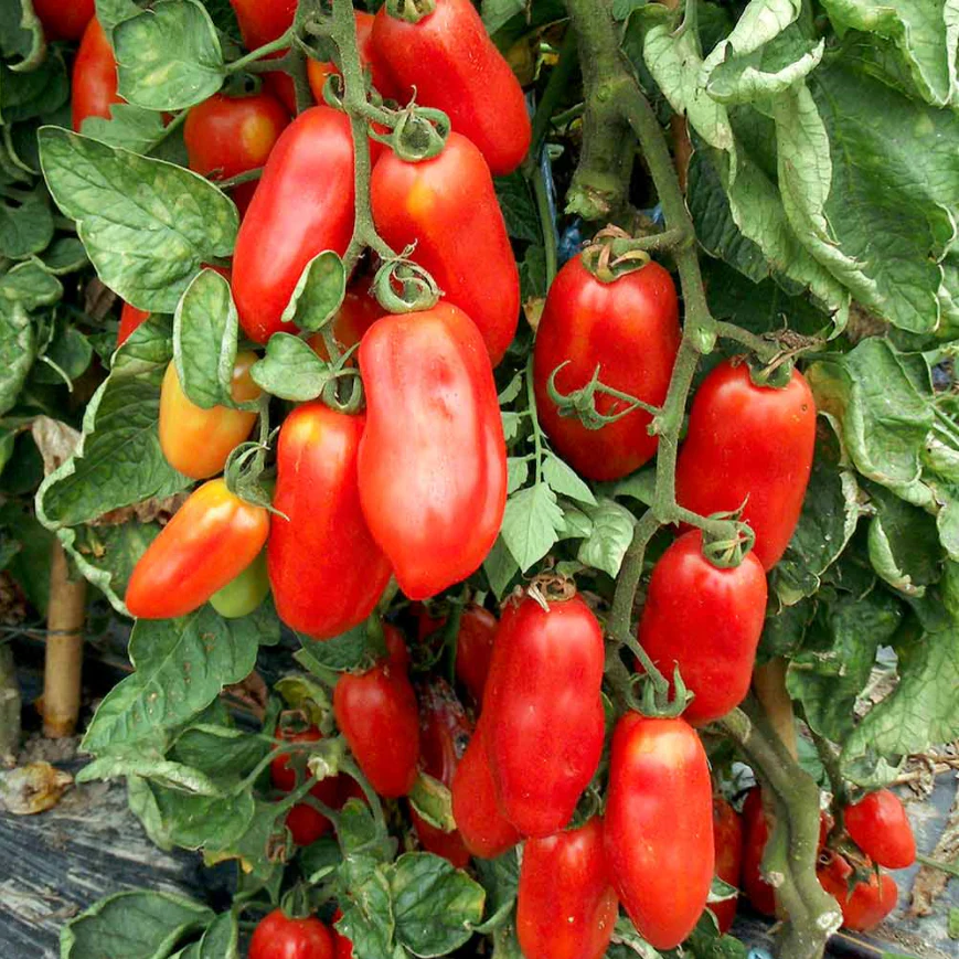 Suttons Seeds - Tomato 'San Marzano 2 (Indeterminate)'